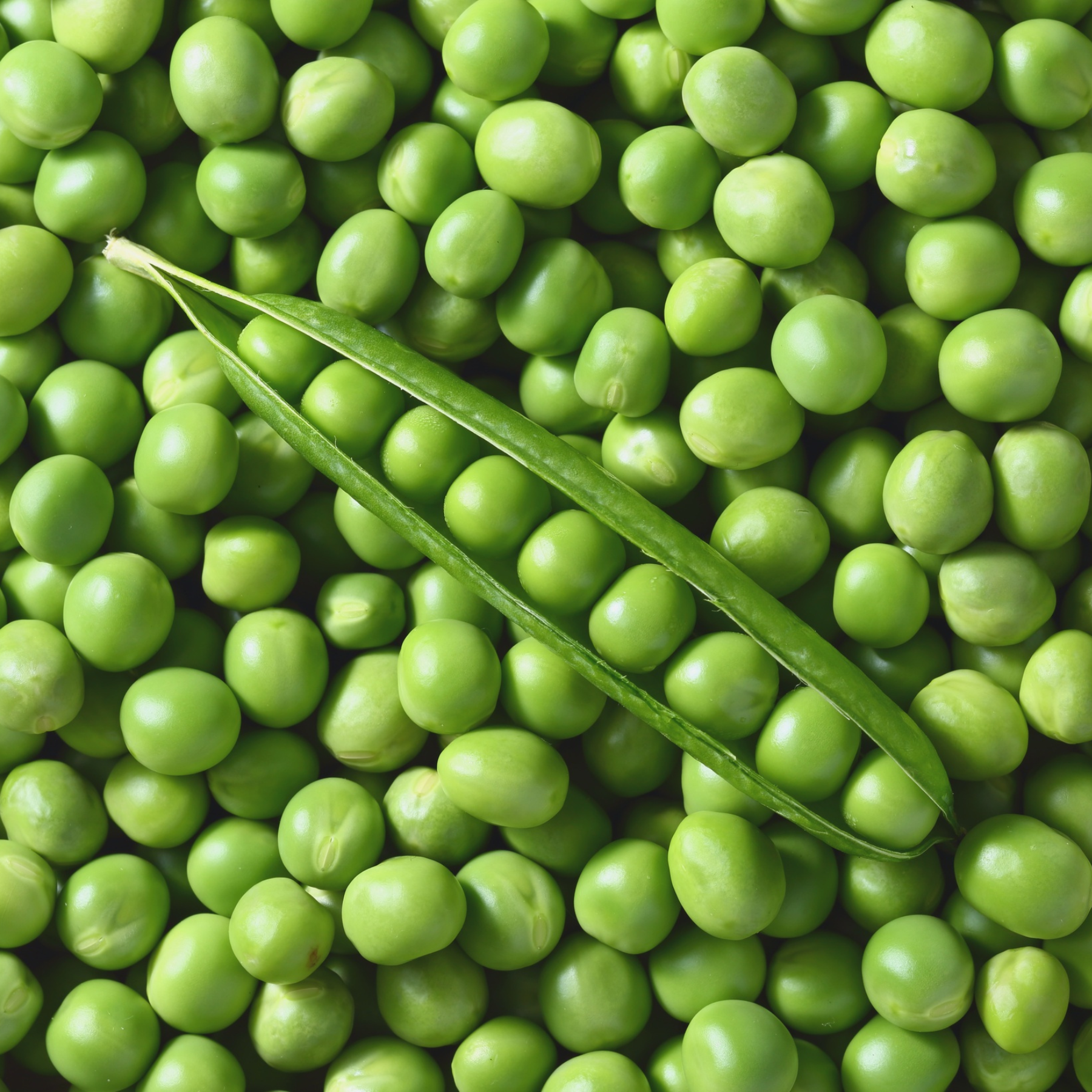 Green peas with a single green pea pod on a background of green peas