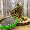 Sprouting jar with green lid on a wooden surface, containing sprouted seeds.