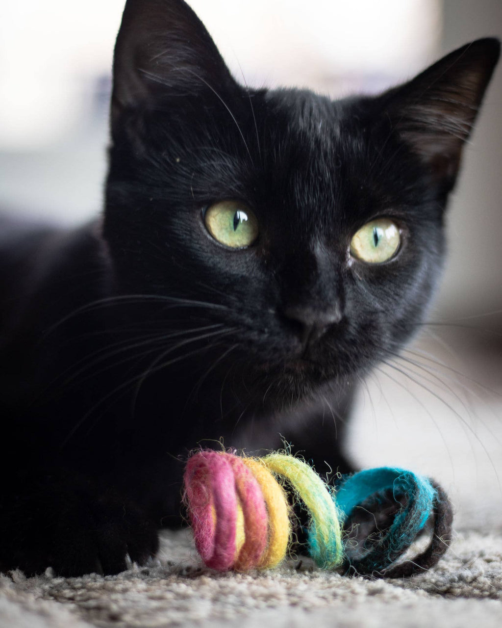 Black cat playing with a colorful toy on a carpeted floor.