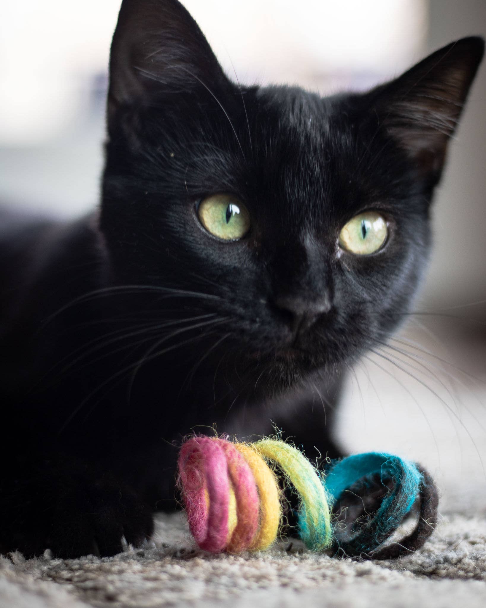 Black cat playing with a colorful toy on a carpeted floor.