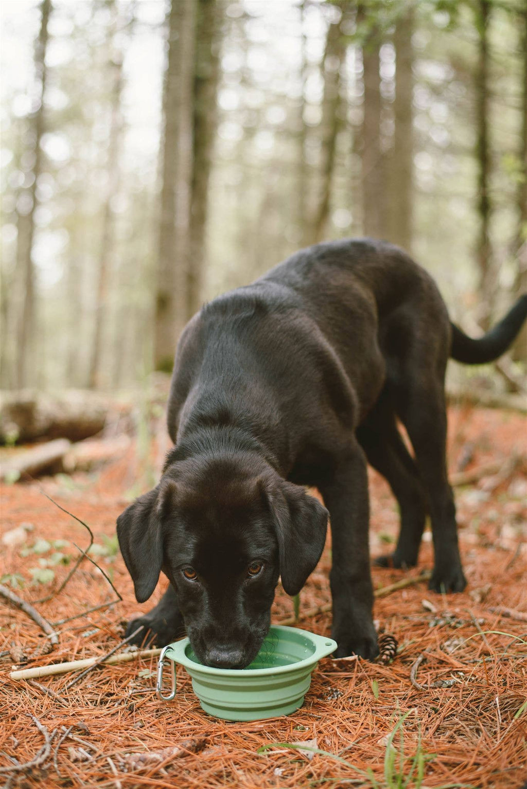 Black dog drinking from a green bowl in a forest